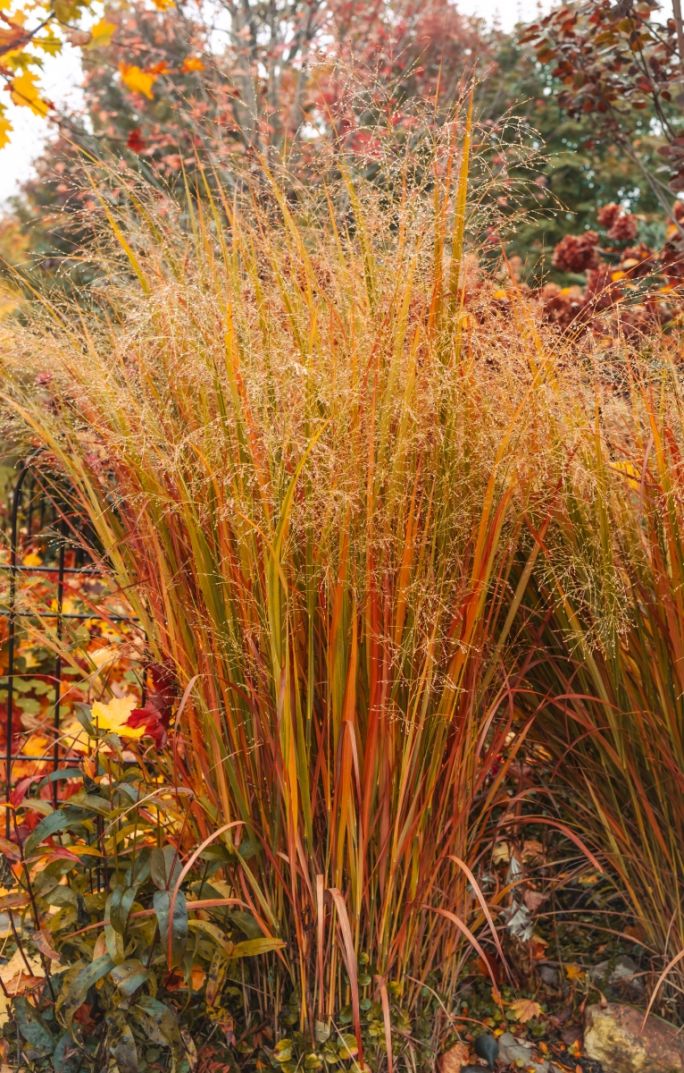 trawy ozdobne przebarwiające się jesienią