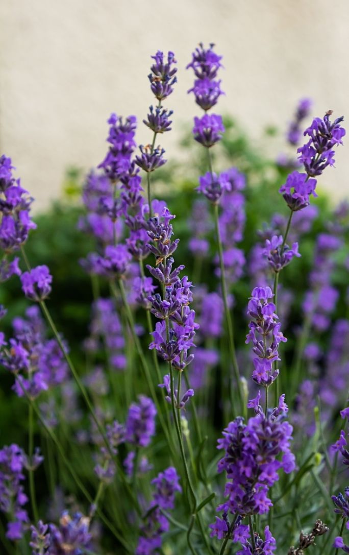 lawenda uprawa pielęgnacja przycinanie