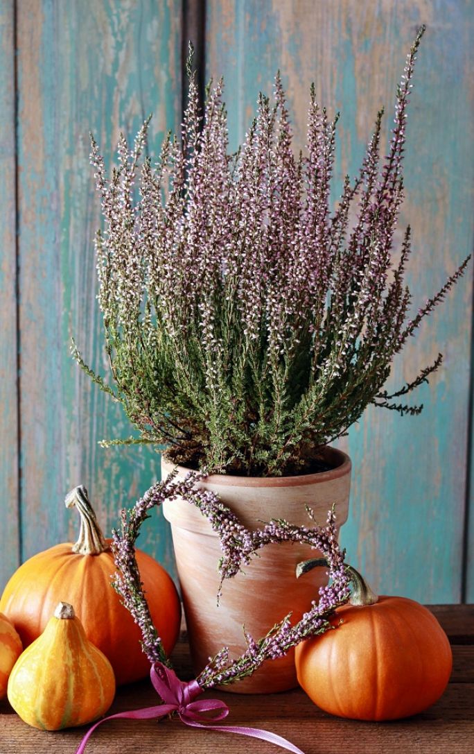 jak podlewać wrzosy doniczkowe