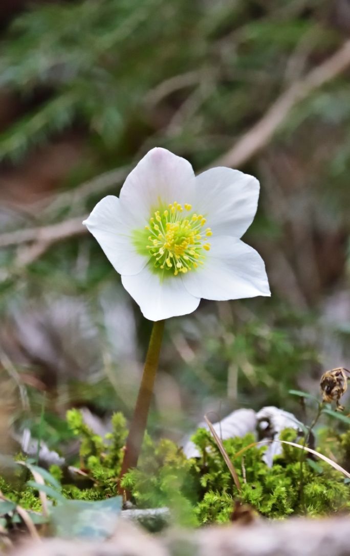rośliny kwitnące zimą