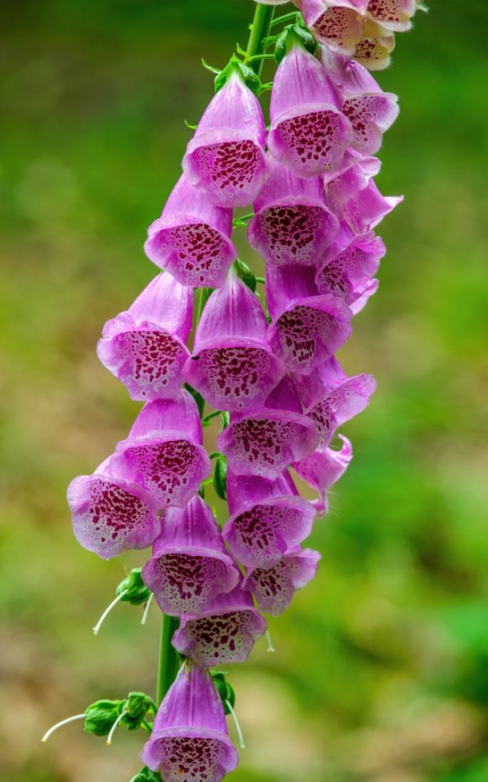 jak wygląda naparstnica