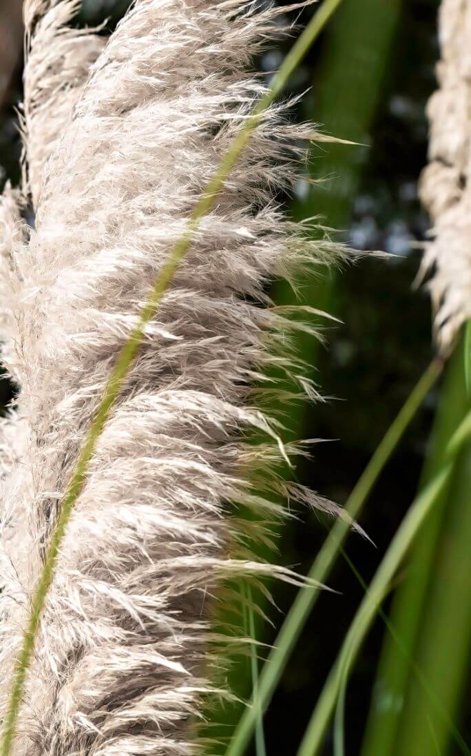 trawa pampasowa uprawa