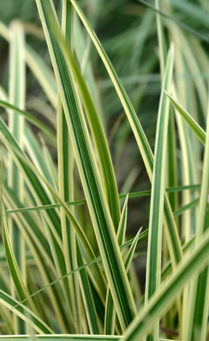 turzyca carex w ogrodzie