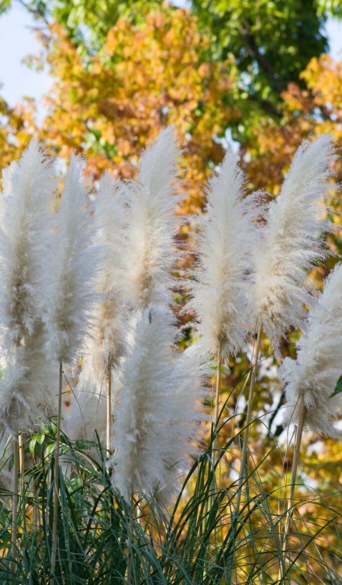 trawa pampasowa cortaderia