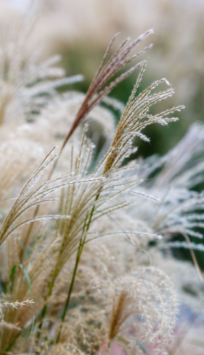 trawy ozdobne miskant chiński