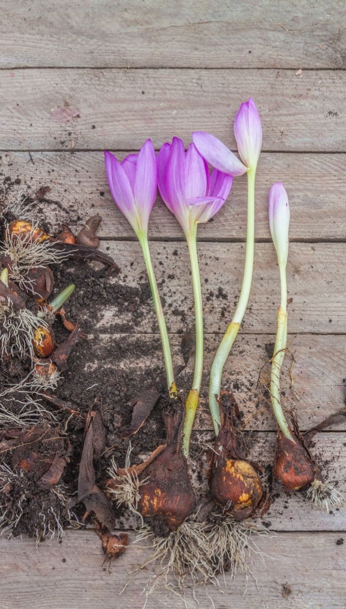 zimowit jesienny colchicum autumnale