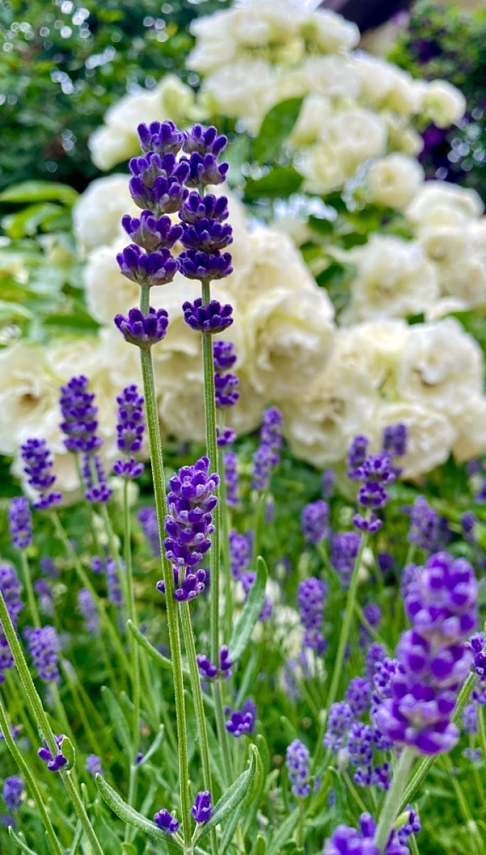 gdzie sadzić lawendę