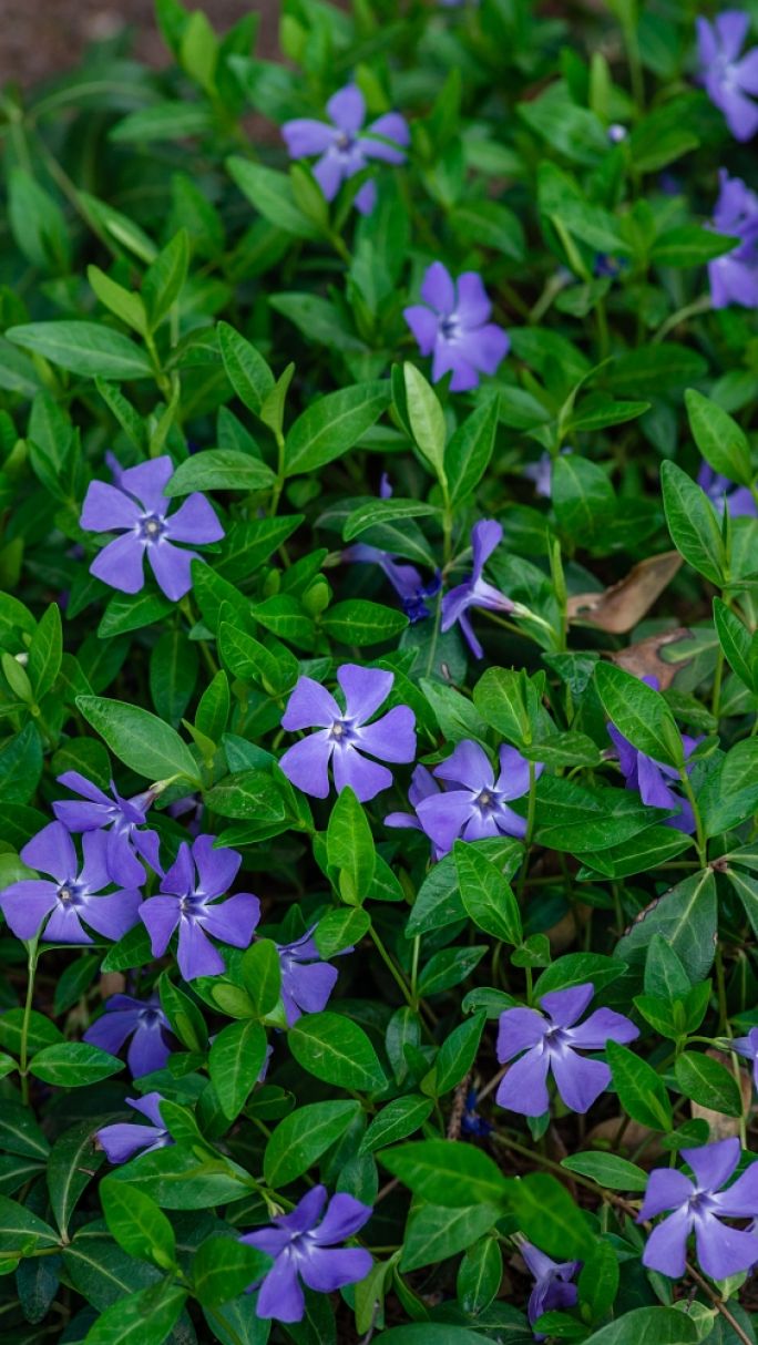 jakie kwiaty na skalniak
