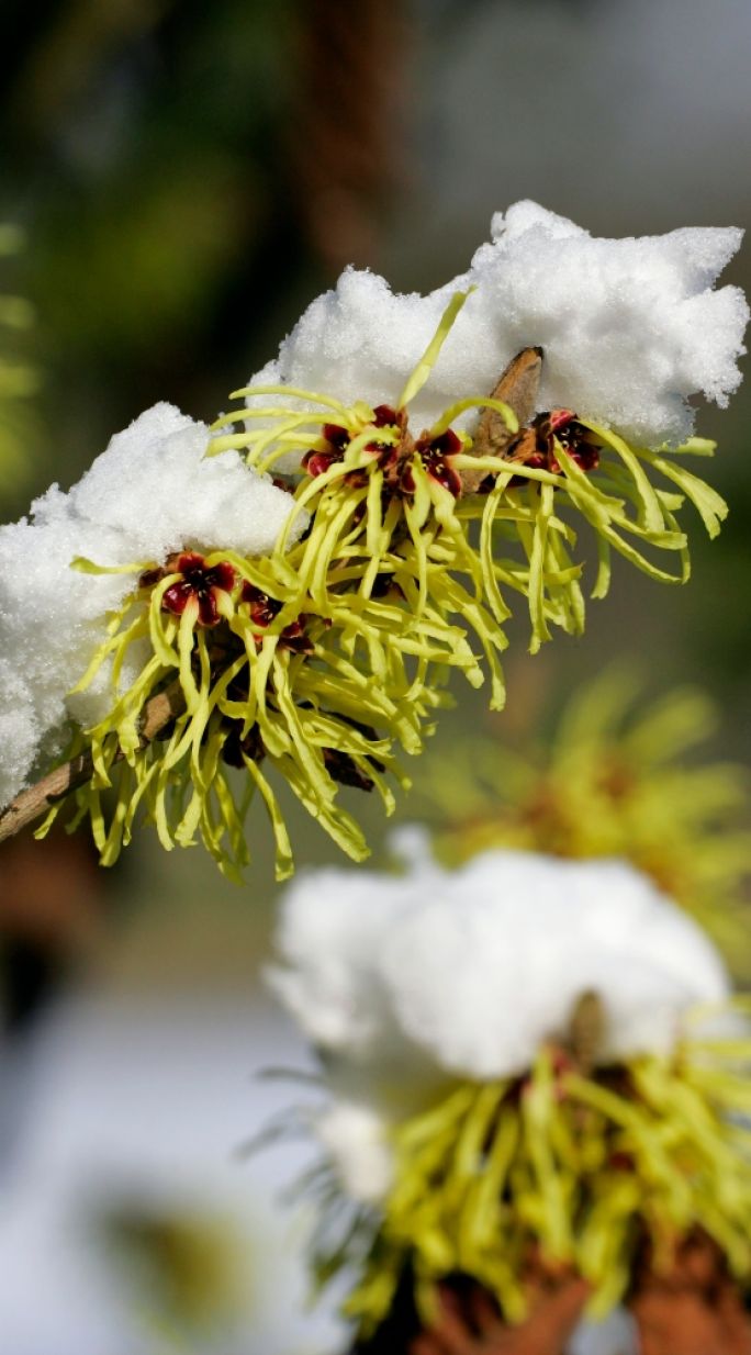 krzewy kwitnące zimą