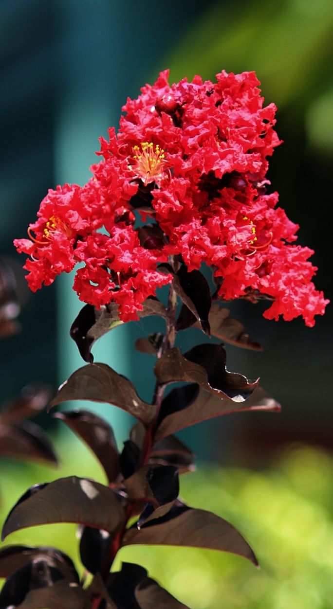 Lagerstremia indyjska 'Black Diamond'