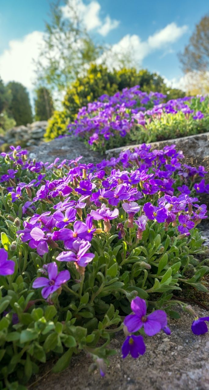 fioletowe kwiaty na skalniak