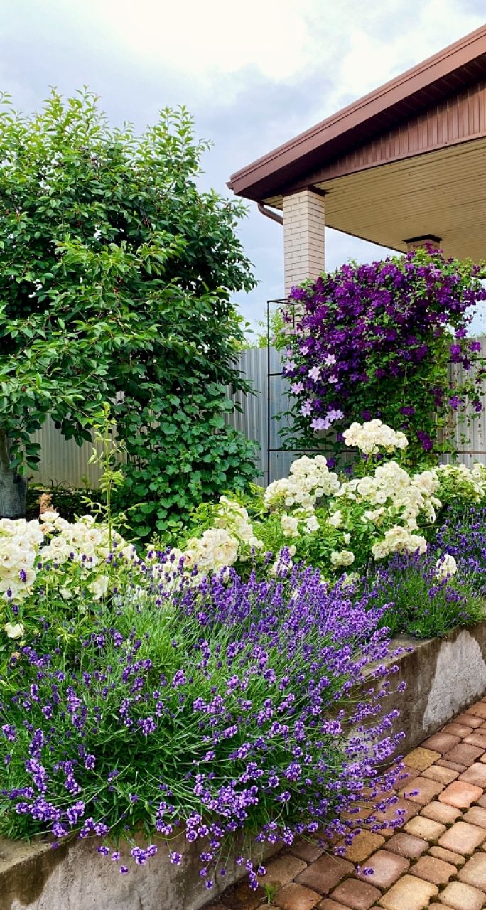 co posadzić obok lawendy