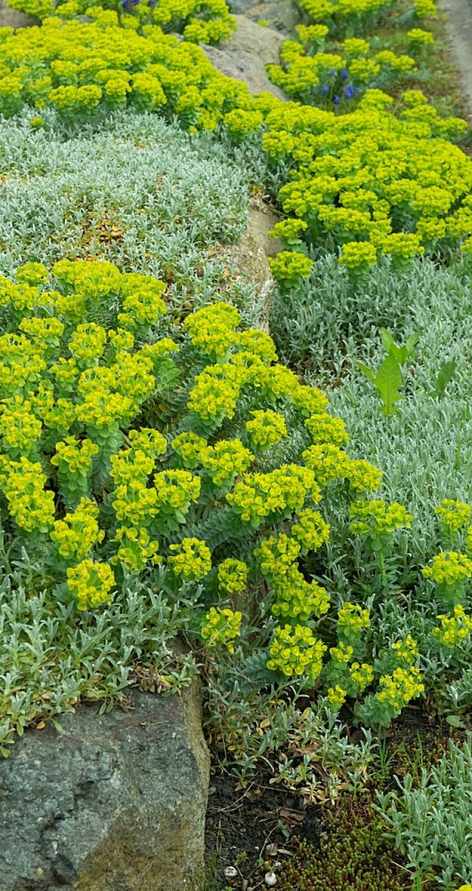 kolorowe kwiaty na skalniak