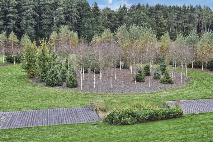 zagajnik brzozowy w ogrodzie