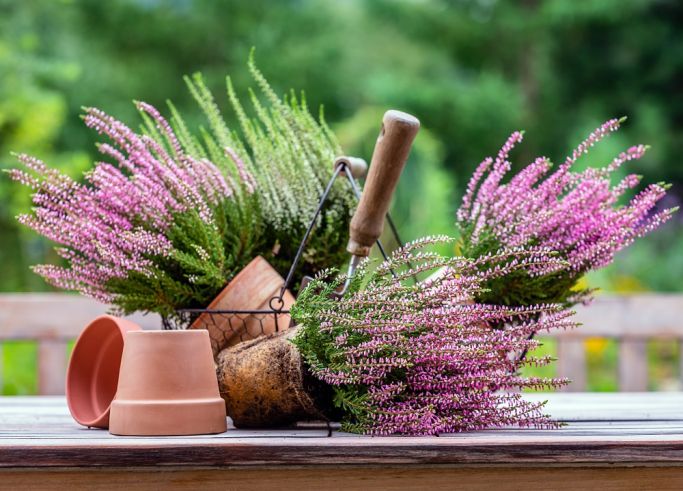 jak uprawiać wrzosy