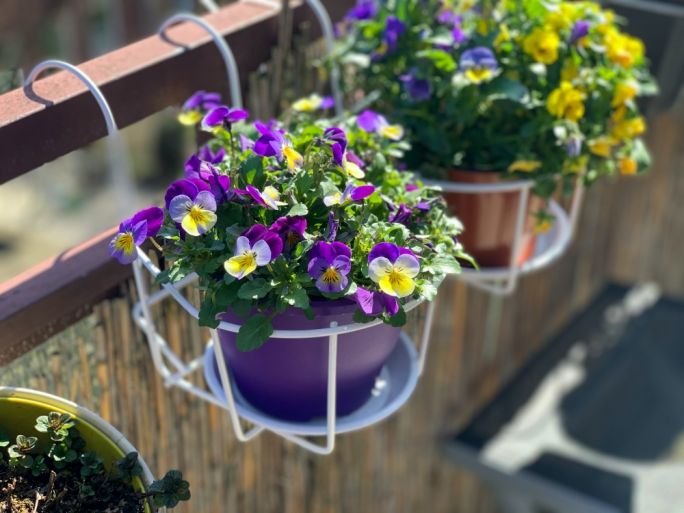 wiosenne kwiaty na balkon