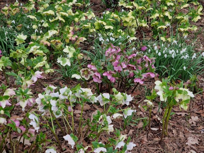 ciemierniki kiedy i gdzie sadzić