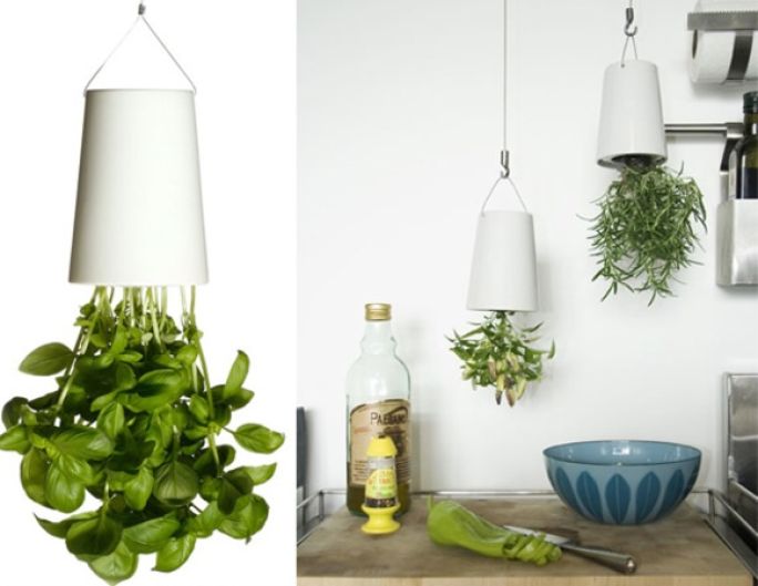 jak uprawiać zioła w domu