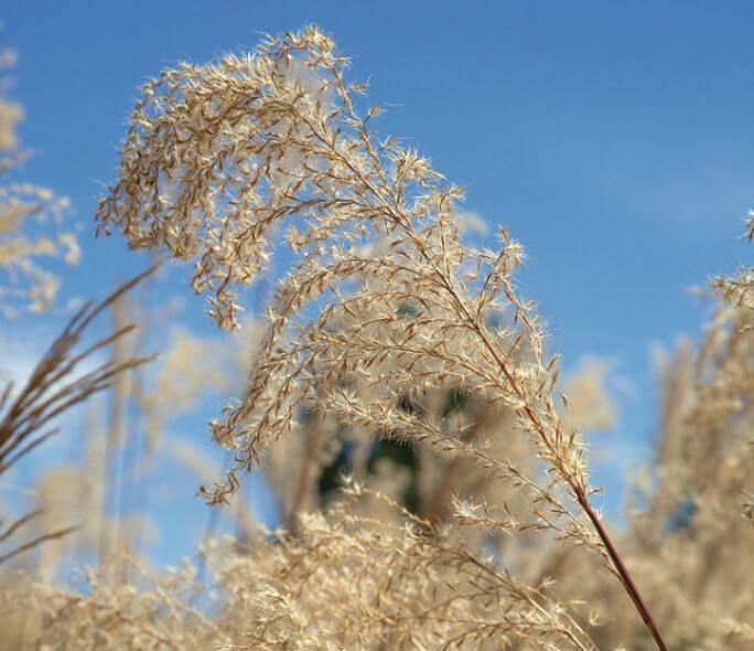 jesienne rośliny ogrodowe