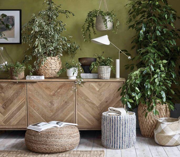 kwiaty doniczkowe na komodzie