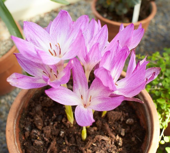 zimowit jesienny w doniczce