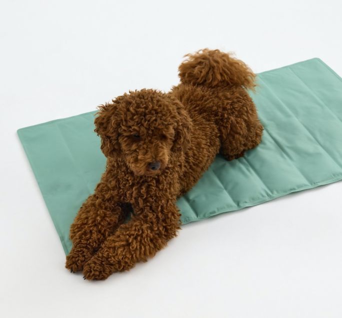 mata chłodząca dla psa