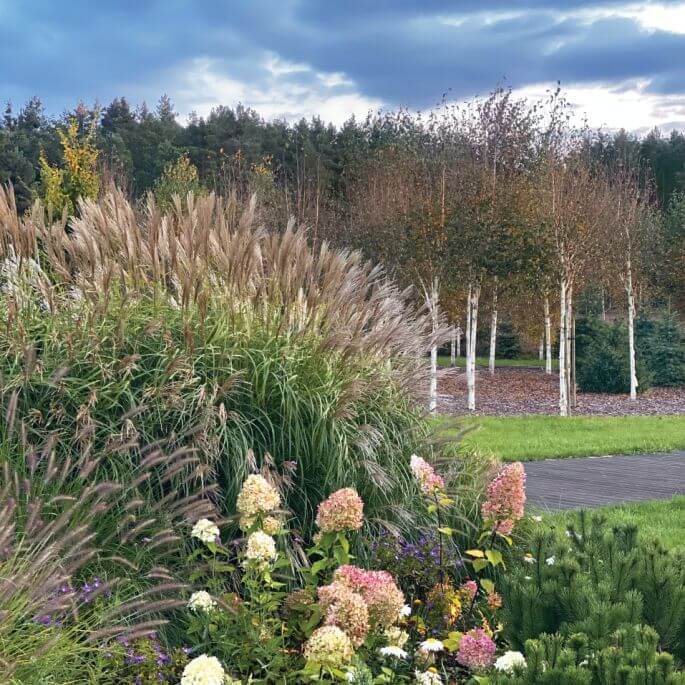 ogród z brzozowym zagajnikiem