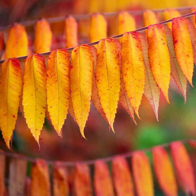 rośliny które najpiękniej przebarwiają się jesienią