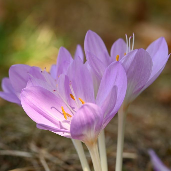 zimowit jesienny sadzenie pielęgnacja i kwitnienie
