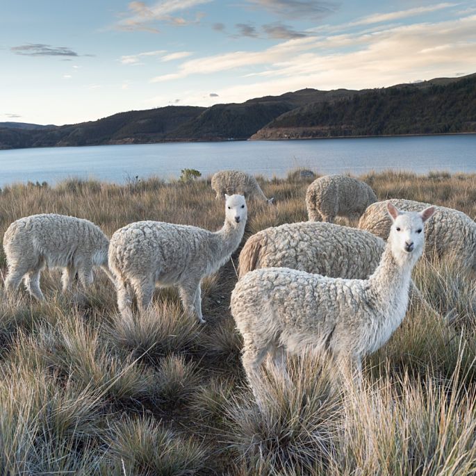 kołdra letnia z alpaki MyAlpaca