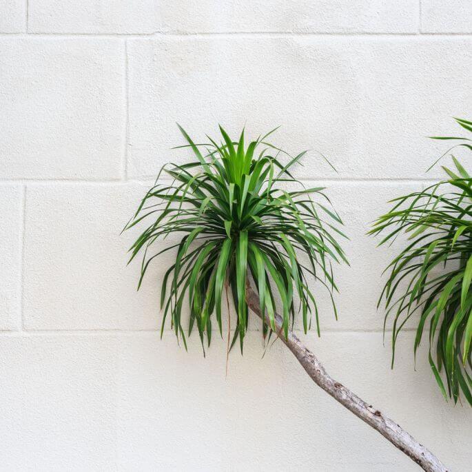 dracena obrzeżona jak o nią dbać