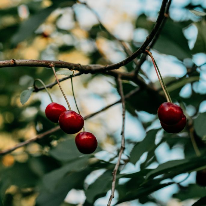 jak przez cały rok dbać o drzewka owocowe poradnik ogrodnika