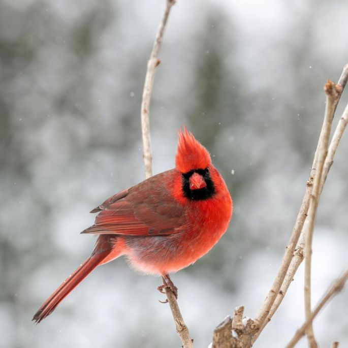 jakie akcesoria są niezbędne zimą w ogrodzie