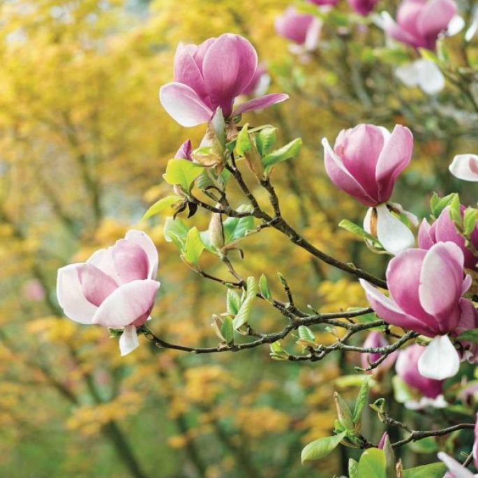 krzewy kwitnące wiosną