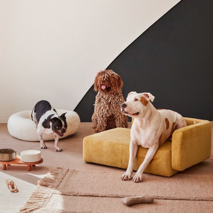 legowiska i akcesoria dla psa i kota