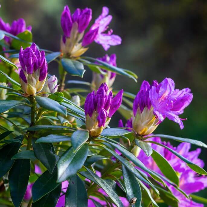 rododendron