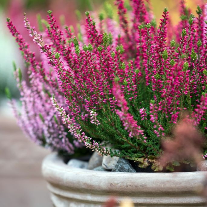 wrzosy w domu na balkonie i w ogrodzie