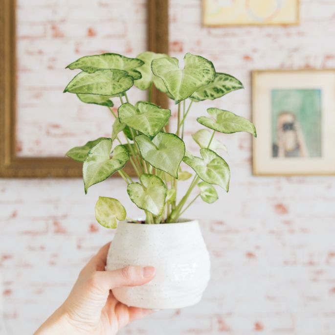 rośliny oczyszczające powietrze do sypialni