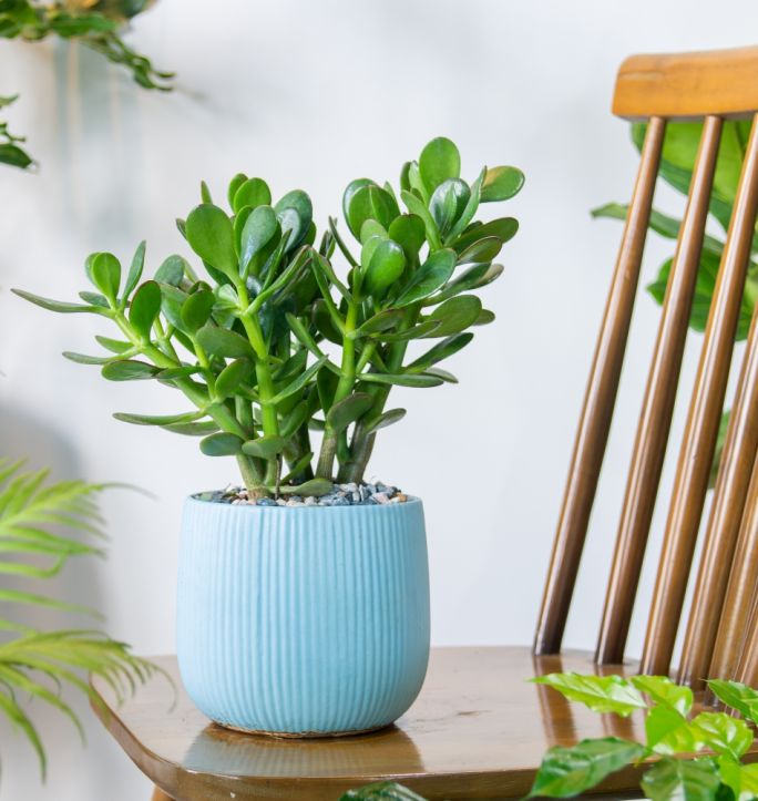 kwiaty do sypialni na dobry sen