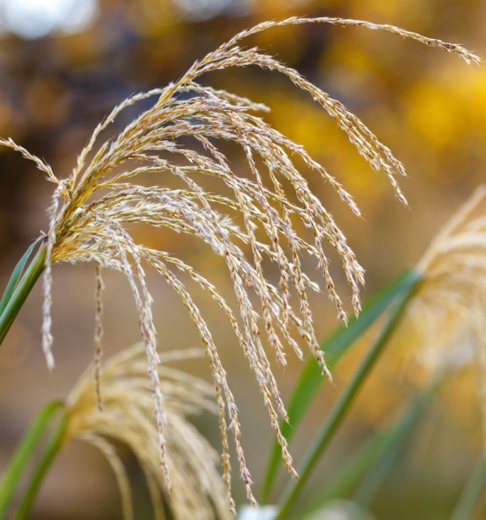 czym się różni miskant od rozplenicy