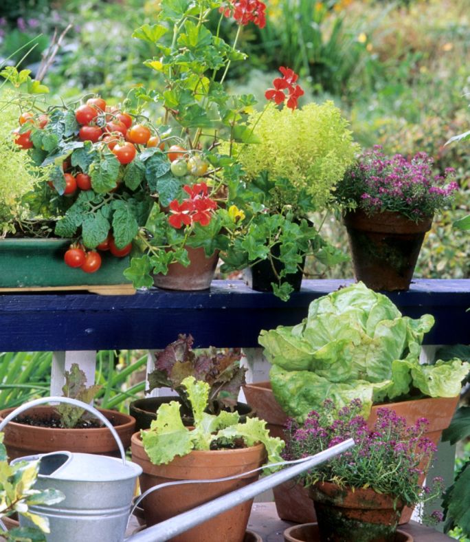 ogród warzywny na balkonie