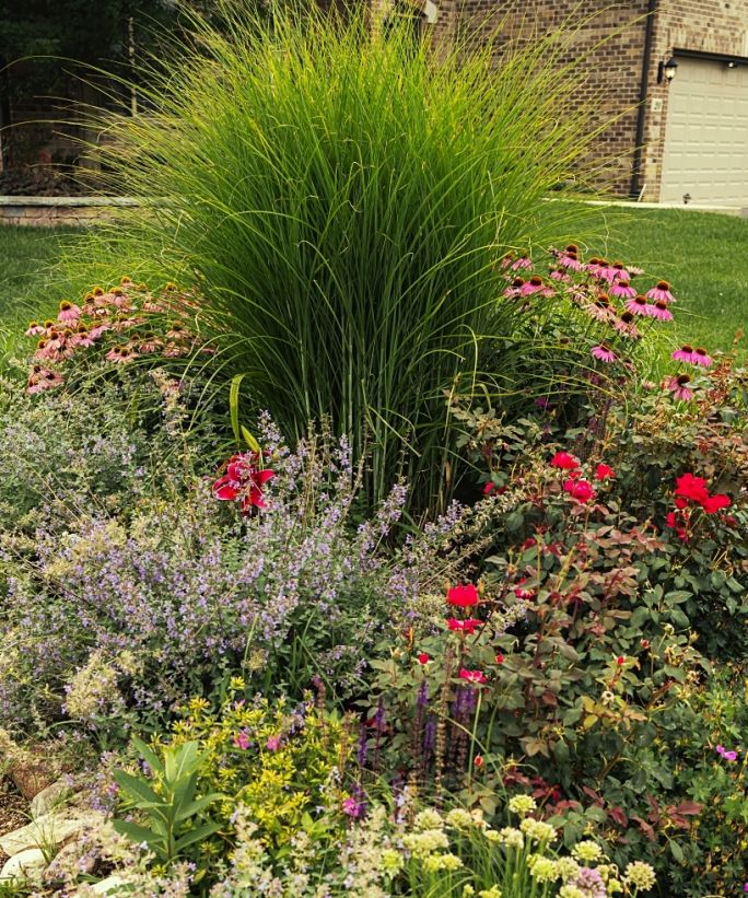 co posadzić obok miskanta chińskiego