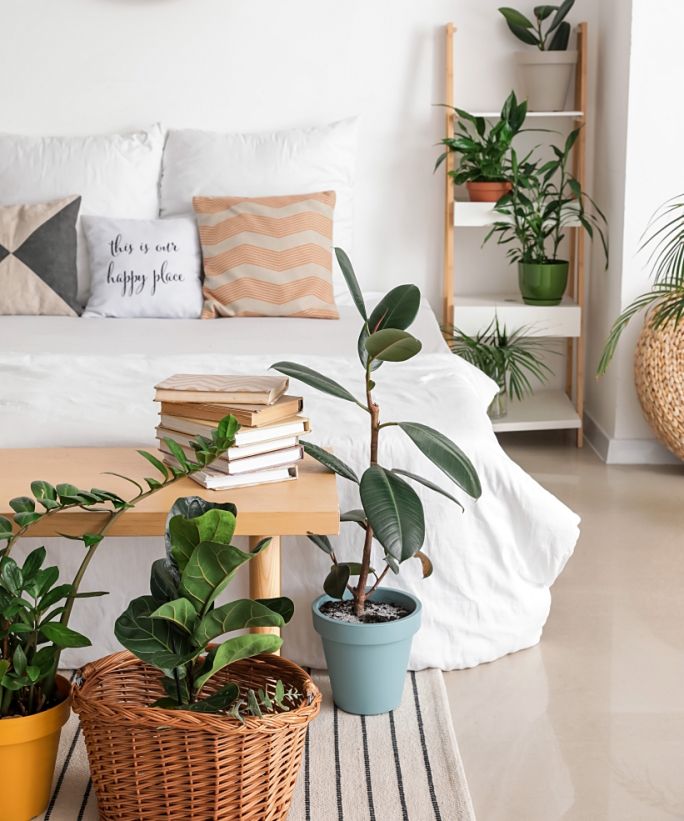 rośliny do sypialni