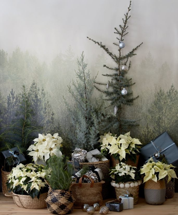 biała gwiazda betlejemska