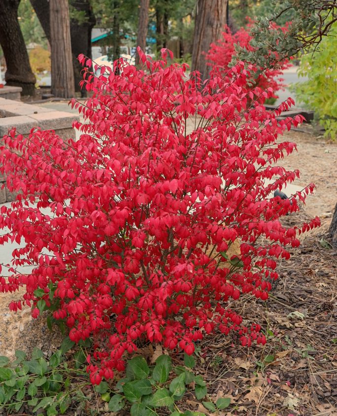 rośliny które najpiękniej przebarwiają się jesienią