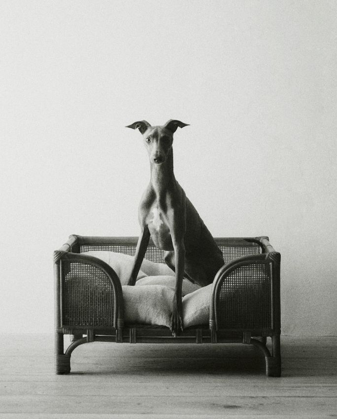 meble i gadżety dla zwierząt