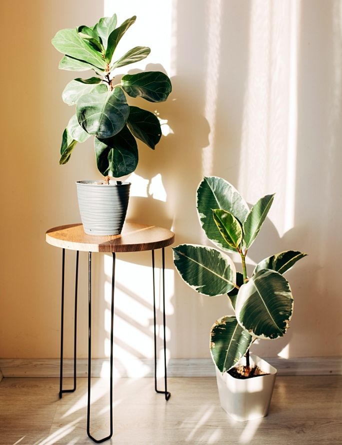 duże kwiaty do sypialni