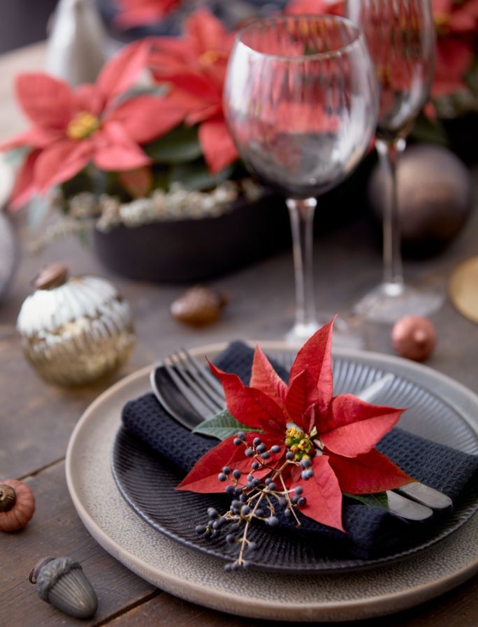 czerwona gwiazda betlejemska