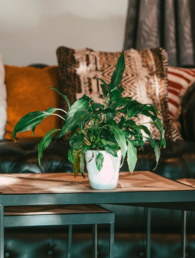 kwiaty do ciemnej sypialni