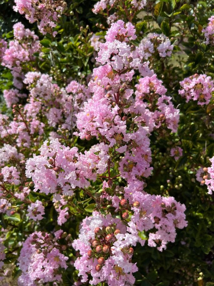 Lagerstremia indyjska 'With Love Babe'